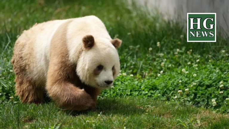 “Pandas’ unique coats decoded by scientists”