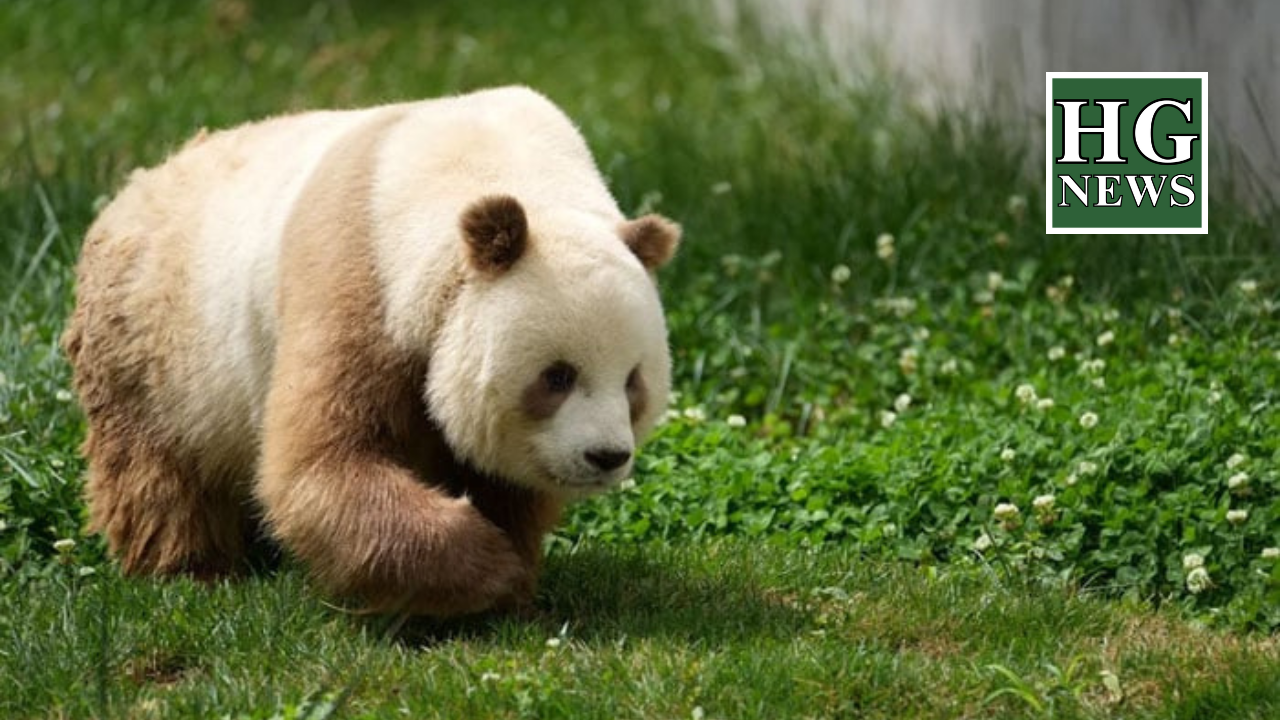 "Pandas' unique coats decoded by scientists"